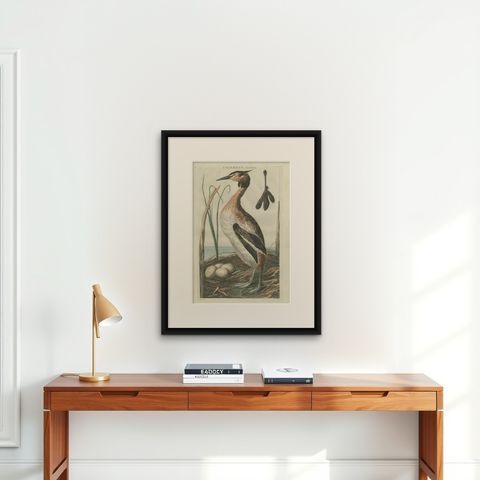 Antique Bird Print of the Great Crested Grebe by Sepp & Nozeman, 1789, shown framed on a wall