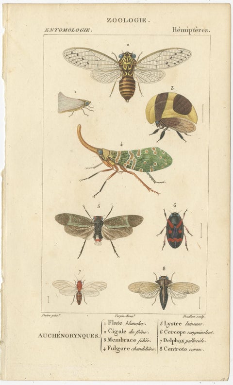 Set of 9 Antique Prints of Various Insects by Turpin, 1816, view 10