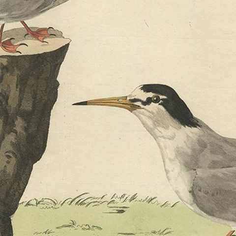 Antique Hand-Coloured Bird Print of the Little Tern by Sepp & Nozeman, 1829, close-up 1