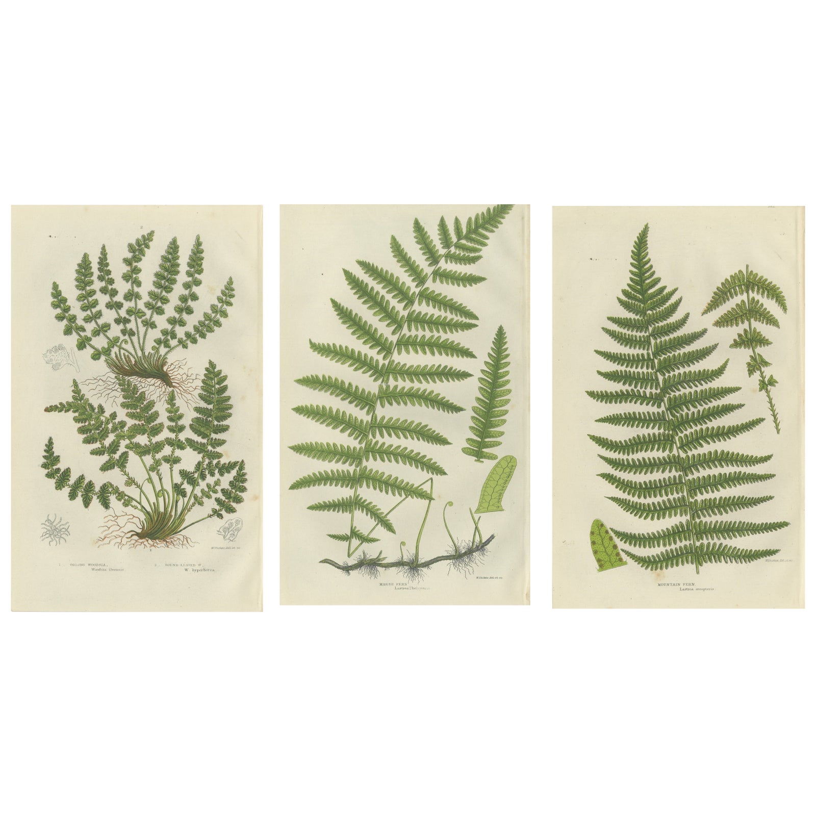 Oblong Woodsia, Marsh Fern and Mountain Fern, Botanical Triptych, 1873