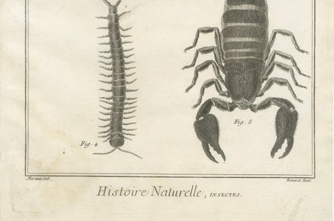 Antique Engraving of Spiders, Centipede and Scorpion by Diderot, ca.1770, close-up 2