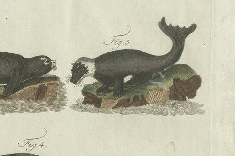 Original Antique Print of Seals, Sea Lion and Manatee by Bertuch, 1790, close-up 2