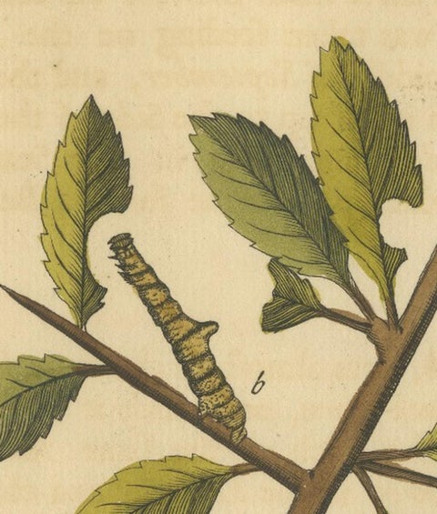 English Moths on Hawthorn, Antique Insect Print by Eleazar Albin, 1720, view 6