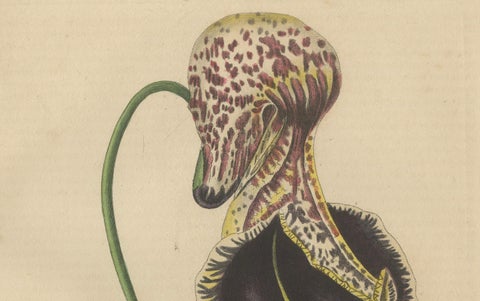 Antique Botanical Print of Aristolochia à Fleurs Labellées - 19th Century, close-up 3