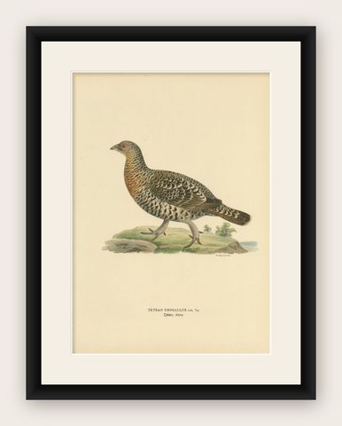 Antique Bird Print of the Western Capercaillie, 1929, shown framed