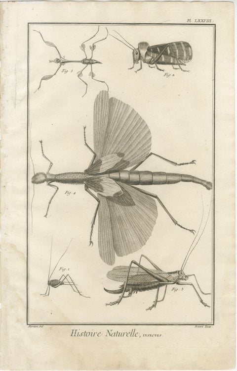 Set of Three Antique Engravings of Insects from Diderot’s Encyclopédie, ca. 1770, view 3