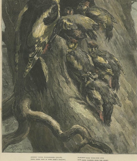 Antique Bird Print of Woodpeckers '1879', view 4