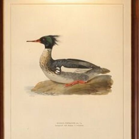 Antique Merganser Duck Lithographs Set of 6, Scandinavian Birds Sweden 1929, close-up 1