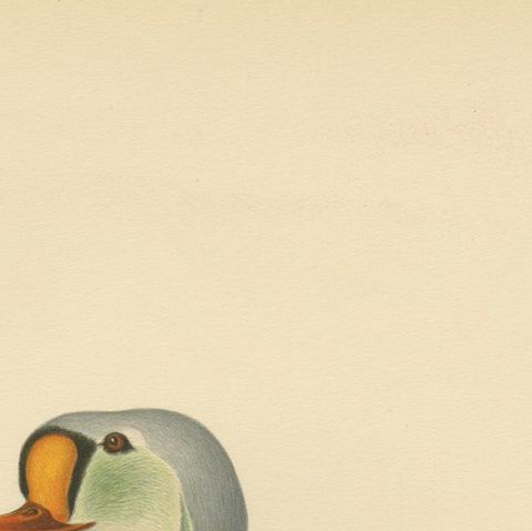King Eider in Repose: The Somateria Spectabilis from the Nordic Aviary, 1929, close-up 4