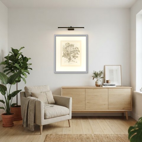 Fatsia Japonica, Aralia Japonica Flowering Branch Lithograph, 1858, shown framed in a room