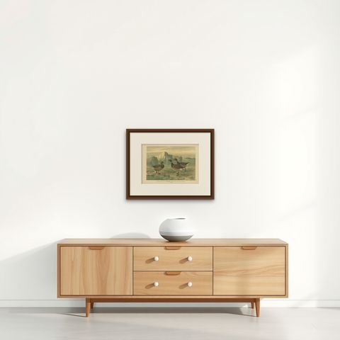 Antique Bird Print of the Brant by Naumann, circa 1895, shown framed on a wall