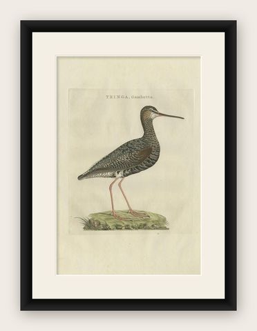 Antique Bird Print of the Spotted Redshank by Sepp & Nozeman, 1797, shown framed