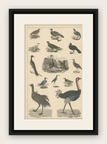 Antique Bird Print of Various Bird Species, Incl an Ostrich, c.1852, shown framed