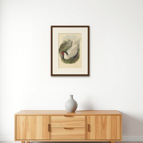 Antique Bird Print of the Silver Pheasant by Gould, circa 1850, shown framed on a wall