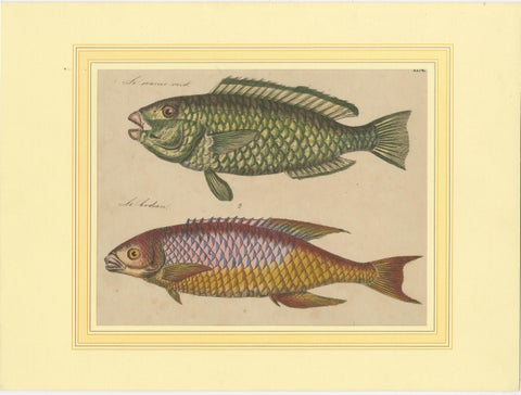 1819 Marine Splendor: Original Hand-Colored Engravings of Fishes, view 3
