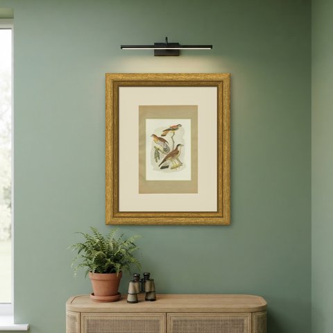 Falcons and Kestrels, Brazilian Bird Print, Descourtilz, 1944, shown framed on a wall
