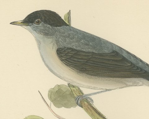 Blackcap with Hanging Leaves, Hand Colored Wood Engraving, Morris, 1896, close-up 1