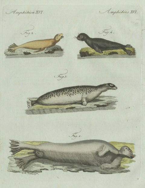 Original Antique Print of Four Seals by Bertuch, c. 1800, close-up 1