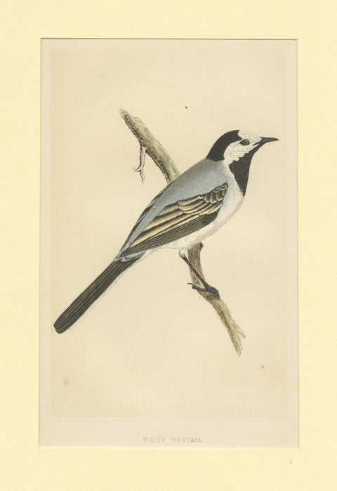 Antique Bird Print of a White Wagtail, view 3