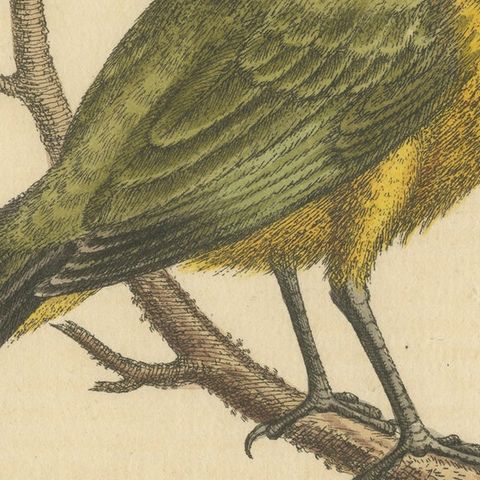 Antique Bird Print of a Green Pie from the East Indies, close-up 2