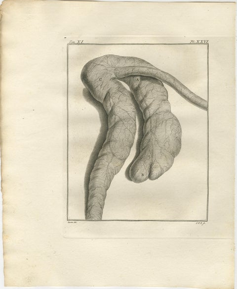 Set of 3 Antique Quadruped Anatomy Engravings, Buffon Scientific Plates 1769, view 3