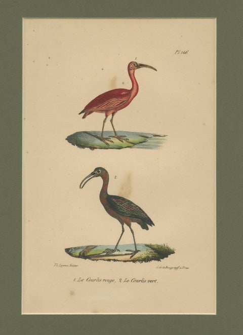 Scarlet Ibis & Glossy Ibis, Antique hand-coloured lithograph, c.1828, close-up 4
