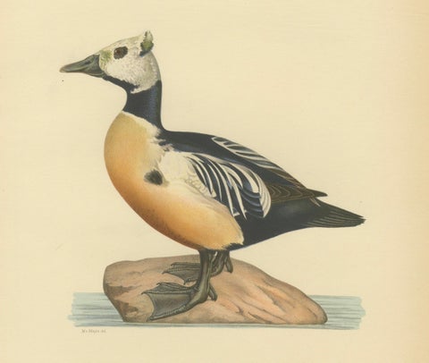 Antique Steller’s Eider Duck Lithographs, Male and Female Pair, Sweden 1929, close-up 1