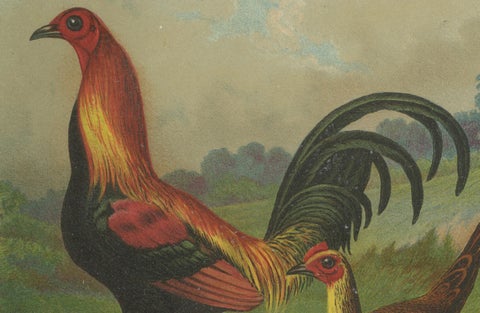 The Proud Game Fowl - A Rare 19th Century Poultry Lithograph, close-up 4