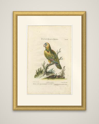The Great Green Parrot of the West Indies, Hand-Coloured Engraving, ca.1770, shown framed