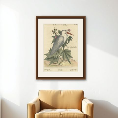 Hand-Colored Engraving of the Lesser White Heron by Johann Seligmann, c.1773, shown framed on a wall