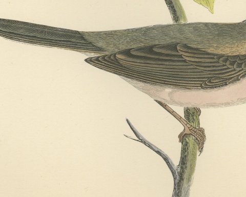 Whitethroat on a Green Stem, Hand Colored Bird Engraving by Morris, 1896, close-up 2