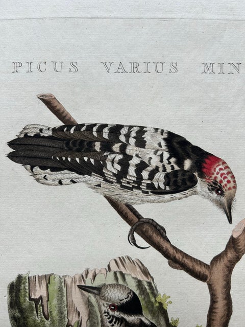 Lesser Spotted Woodpecker, Picus Varius Minor, c.1809, view 9