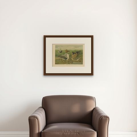Ruffs and Reeves in Breeding Plumage, Ornithological Lithograph c.1895, shown framed on a wall