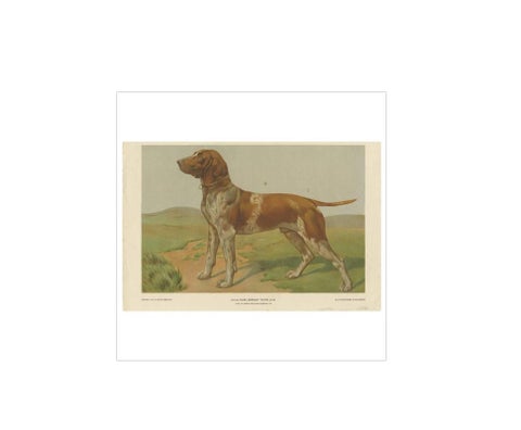 Antique Print of a Hound Dog by Th. Breidwiser, 1879, view 2