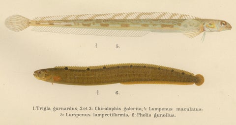 Gurnard, Butterfish, Blenny and Eelpout - 1895 Scandinavian Fish Lithograph, close-up 2