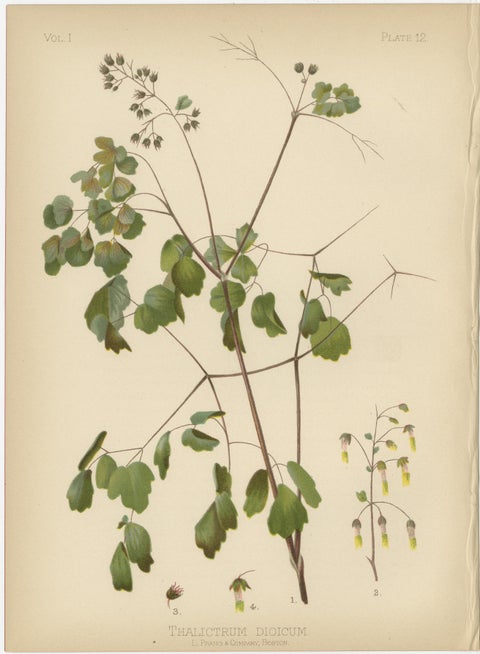 Native US Flora - Three Original Botanical Chromolithograps, 1879, view 4