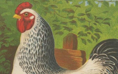 The Regal Light Brahma - A Rare 19th Century Poultry Lithograph, 1888, close-up 4