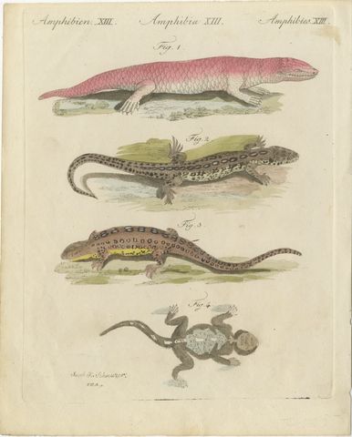 Skink and Grey Lizards, Antique Bertuch Print, Vienna, circa 1805, view 2