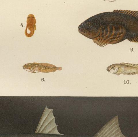 Spotted Dragonet, Montagu’s Sucker, Liparis, Thicklip Grey Mullet - Fish Prints, close-up 2