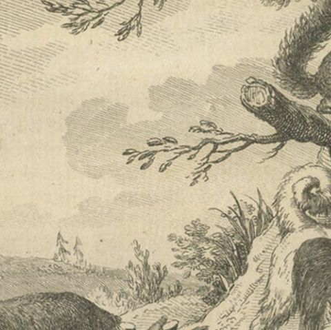 Antique Engraving of Animals of Siberia, 1768, close-up 3