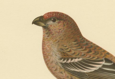Perched Elegance: A 19th Century Lithograph of the Pine Grosbeak Bird, 1929, close-up 1
