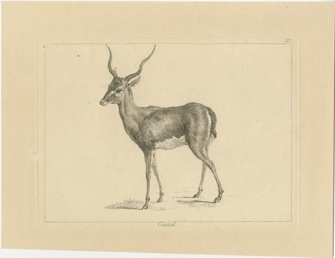 Graceful Gazelle: An Elegant Etching - Published circa 1740, view 2