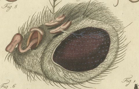 Anatomy of the Common Fly: Hand-Colored Engraving from Bertuch, 1798, close-up 3