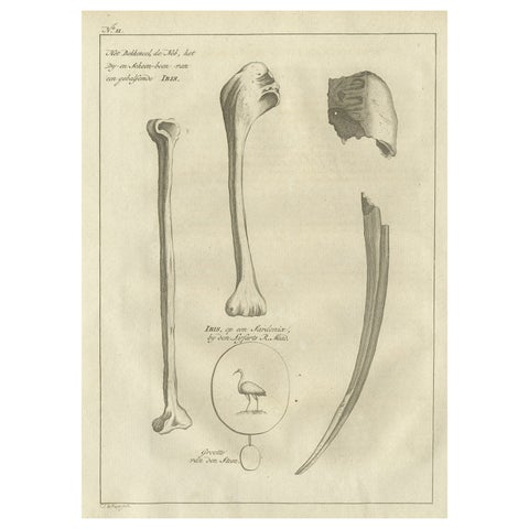 Antique Engraving of the Bill and Bones of an Ibis Bird, 1773
