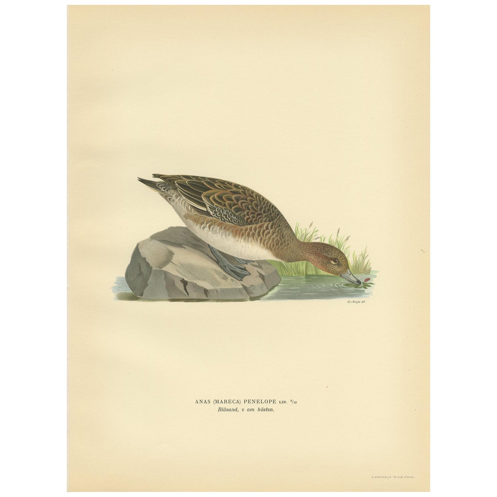 Antique Bird Print of a Female Eurasian Wigeon, '1929'