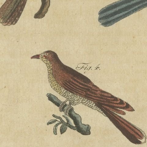 Eight Cuckoos from Around the World, Antique Bertuch Print, circa 1805, close-up 3