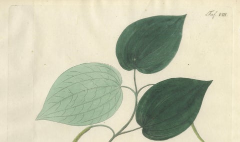 Antique Black Pepper Botanical Print, Piper Nigrum, Hand Colored, c.1831, close-up 2