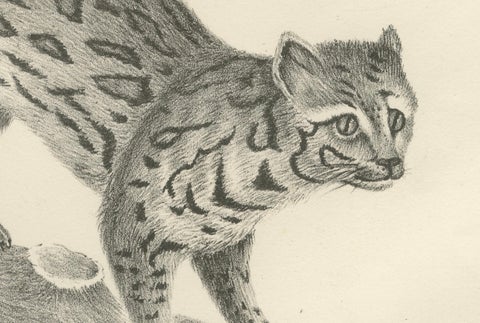 19th-Century Lithograph of the Long-Striped Tiger and Wild Asian Cat, close-up 1