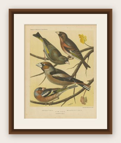 Antique Bird Print of Greenfinch, Haw Finch, Mountain Finch and Chaffinch, shown framed