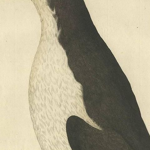Antique Bird Print of a Young Puffin by Sepp & Nozeman, 1829, close-up 1